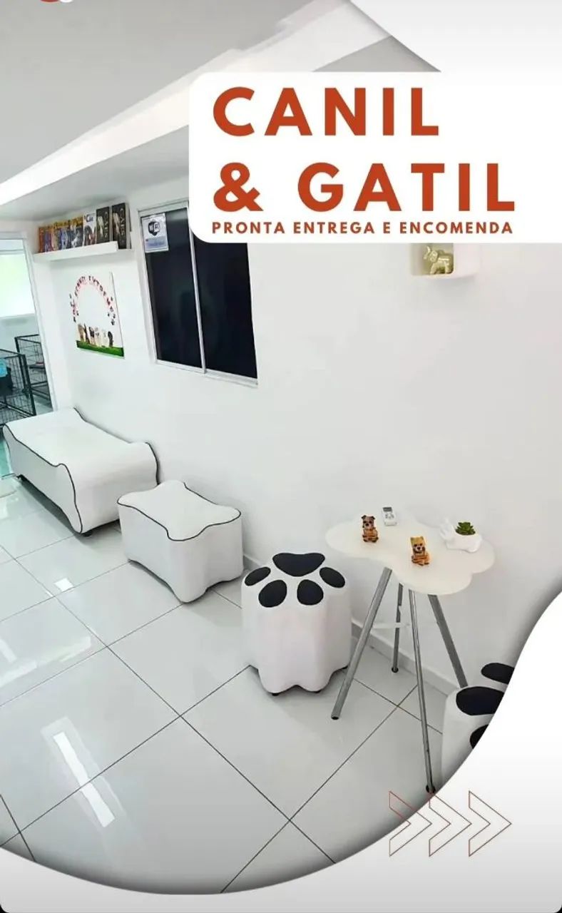 Spitz-alemão-anão Lulu Da disponíveis, trabalhamos com todas as raças  - Foto 4