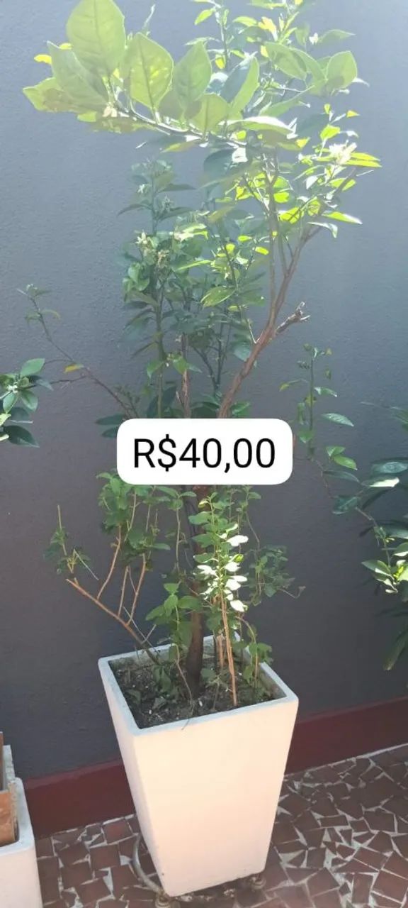 Plantas  - Foto 5