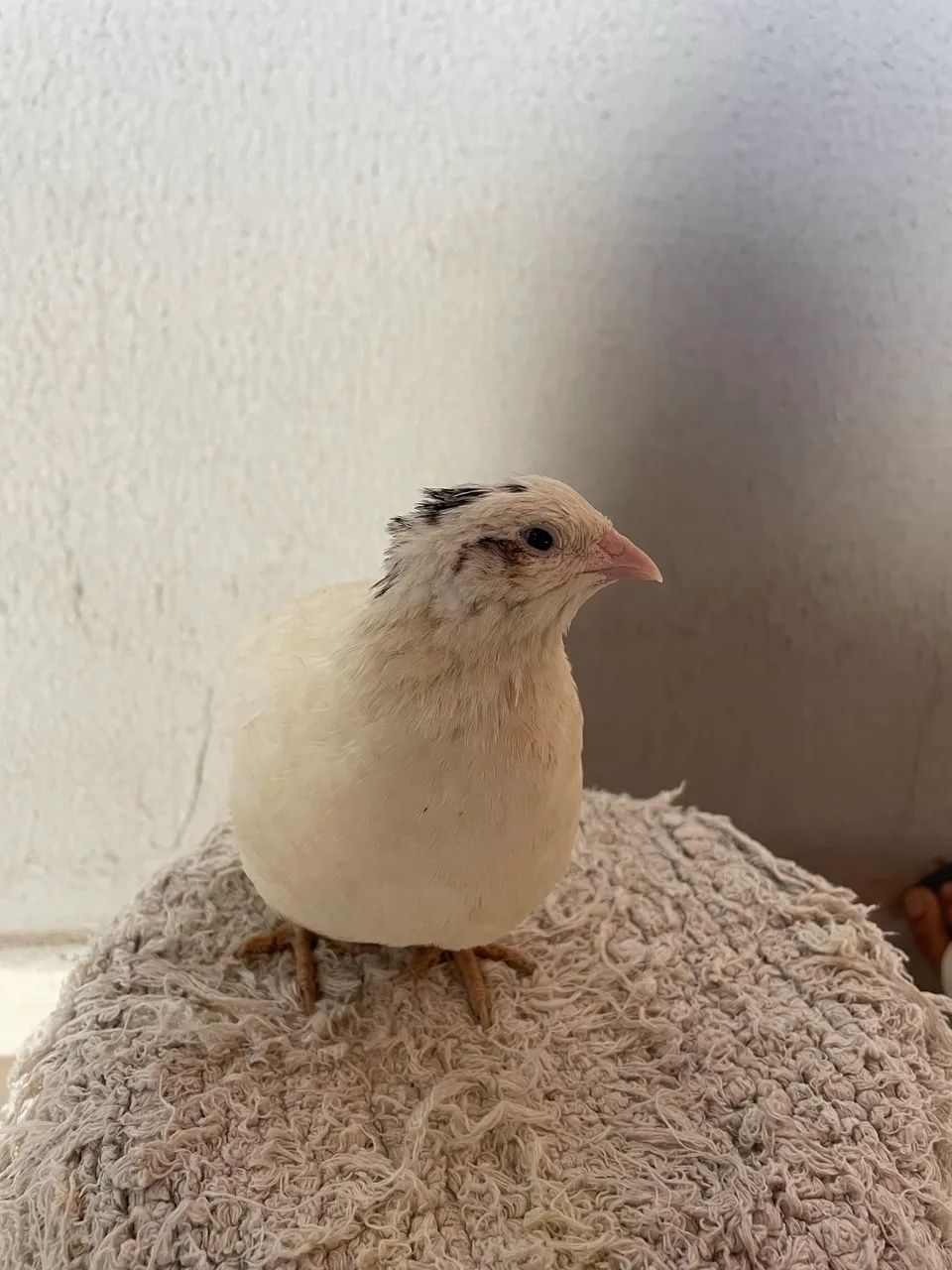 Ovos férteis codorna gigante  - Foto 3