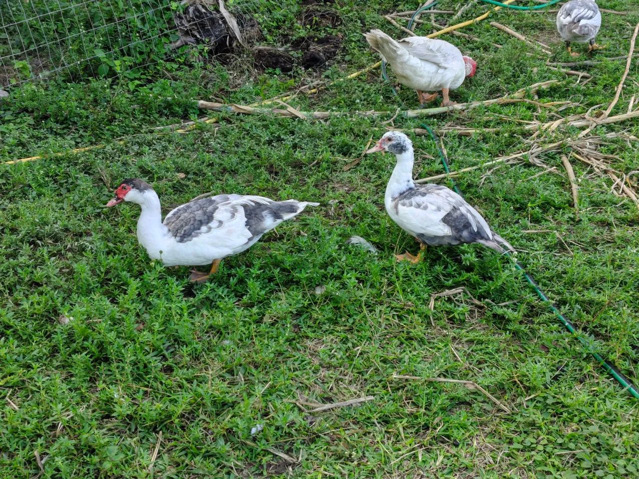 Patos  - Foto 3