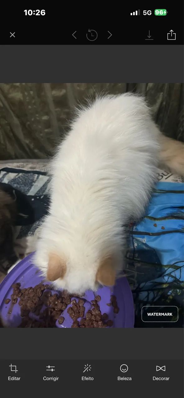 GATA PERSA HIMALAIA VASCINADA SOU DE FERRAZ ZL  - Foto 3