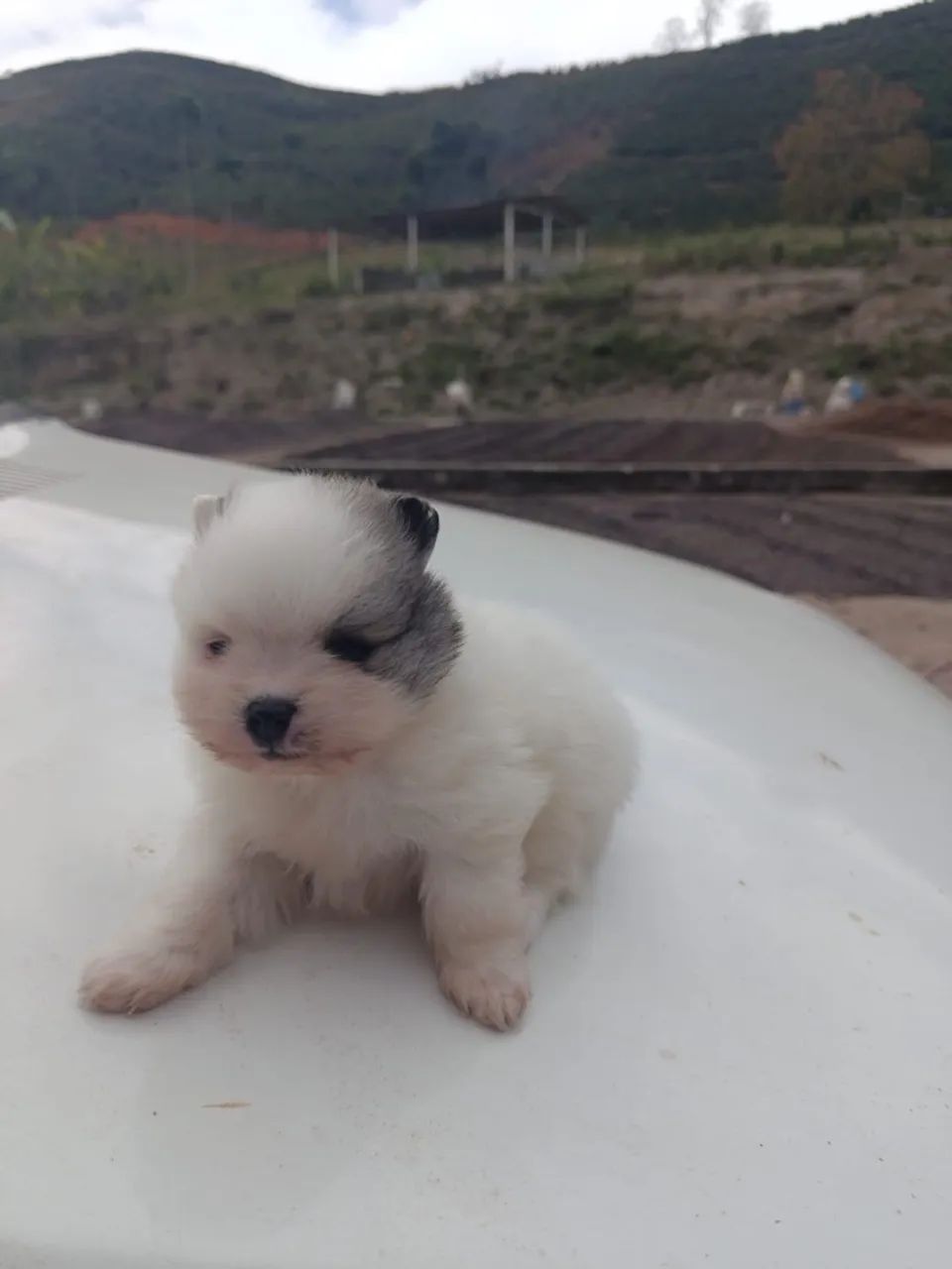 R$ 2.500,00 fêmea Spitz 1 mês de vida  - Foto 4