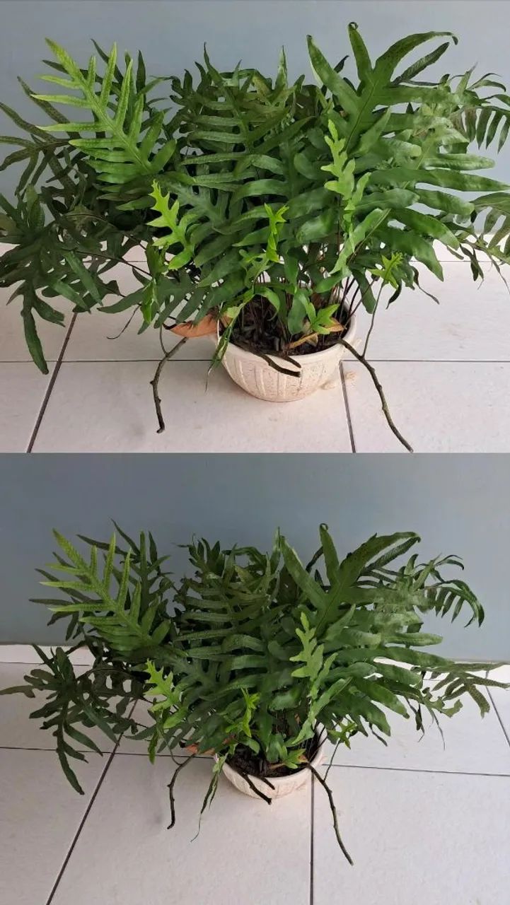 Planta 