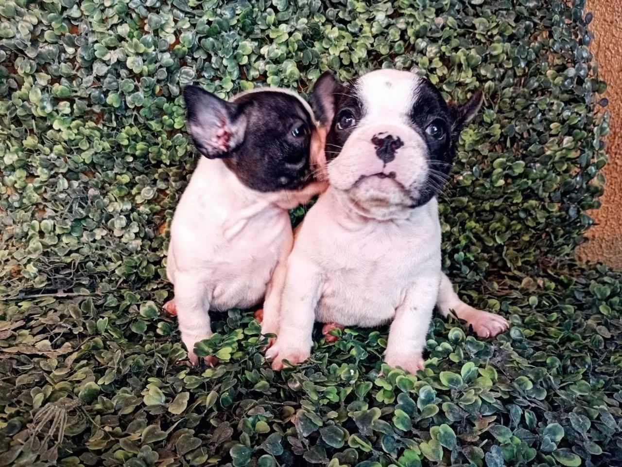 Buldogue francês micro  - Foto 2