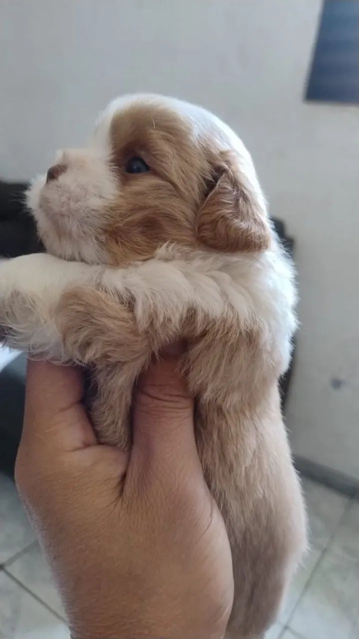 Filhotes de cachorro lhasa - Foto 3