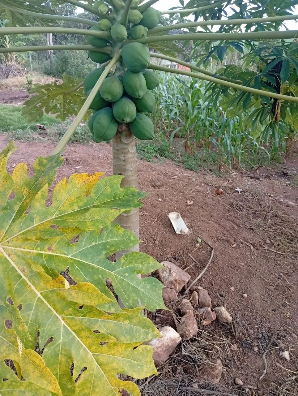 Chácara a venda  - Foto 5
