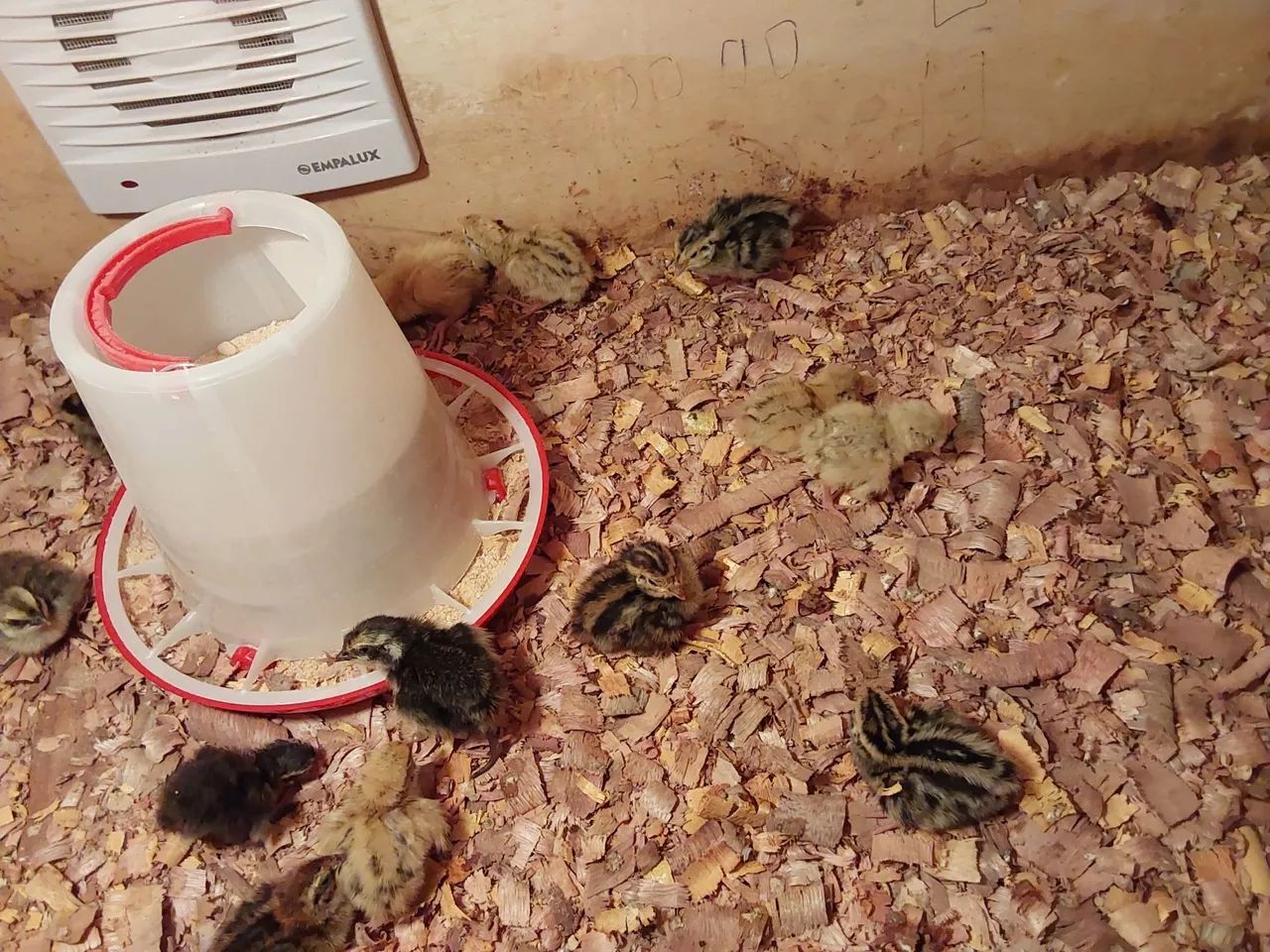 Venda de codonas em fase de crescimento  - Foto 3