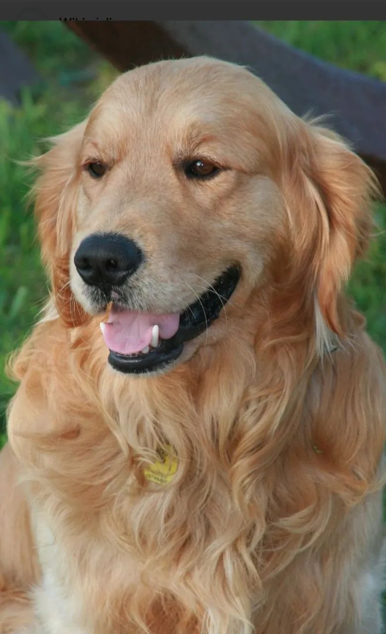 Doação Dois Gold Retrive  - Foto 2