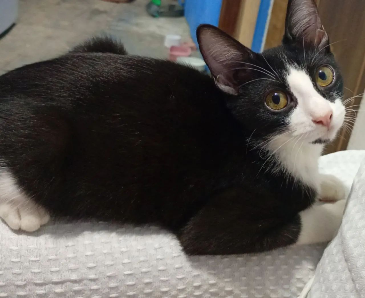 Gatinha para adoção 
