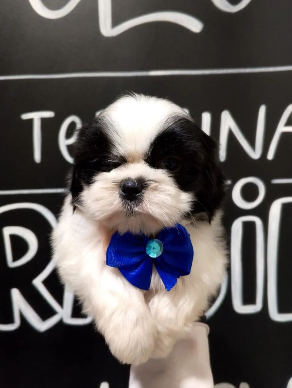 O Tipo de Filhote Que Faz as Visitas Virarem Fãs shih tzu
