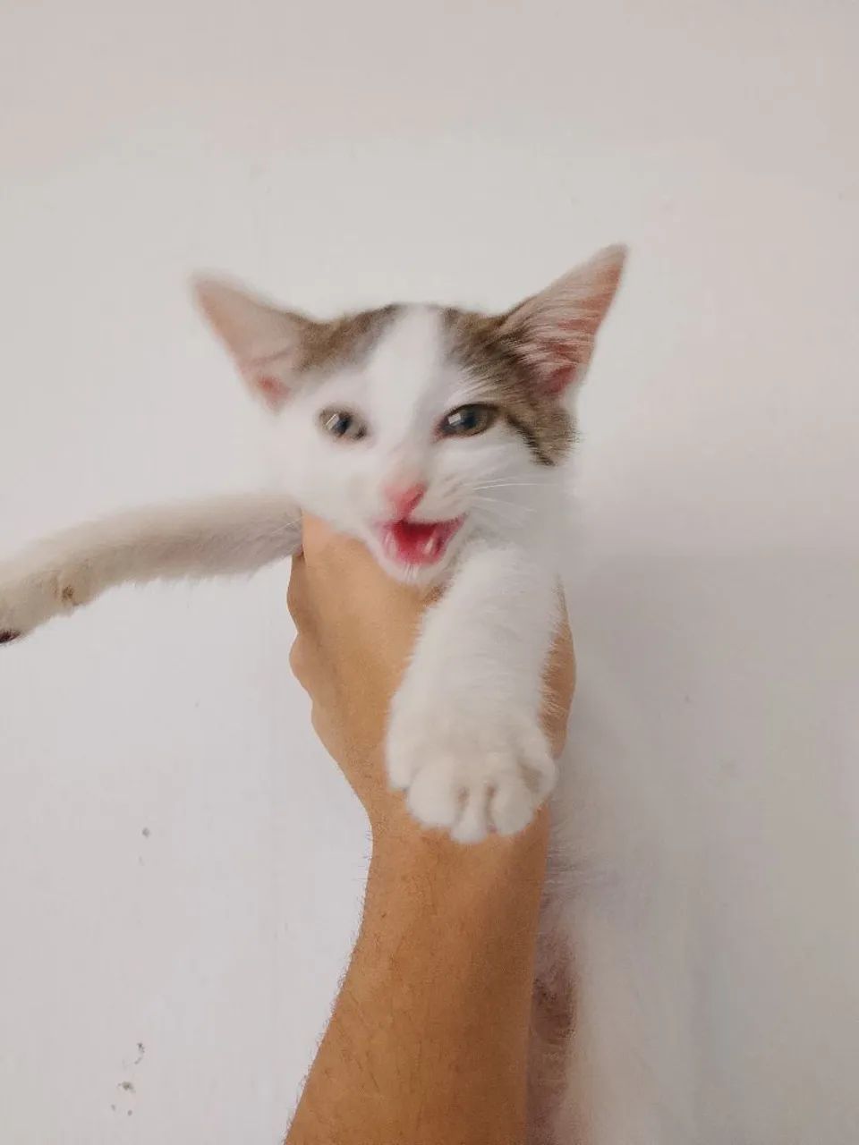 Gato Macho para adoção  - Foto 2
