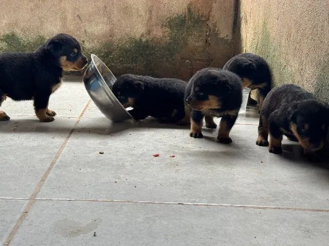 Rottweiler Macho  - Foto 2