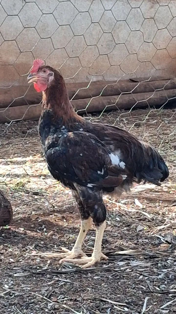 Frango / galo GSB - Foto 4