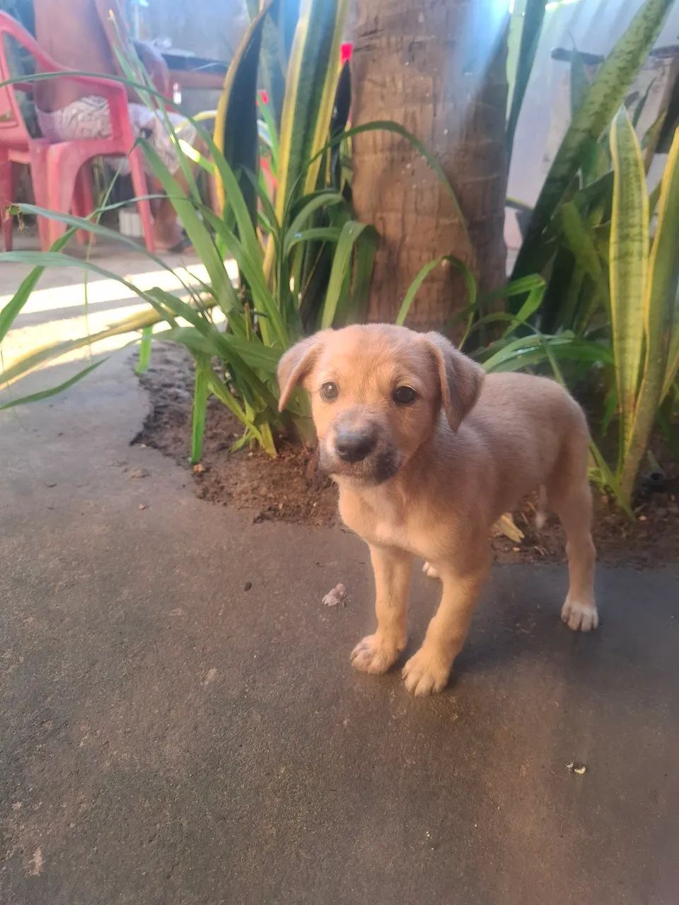 Cachorros pra adoção.  - Foto 3