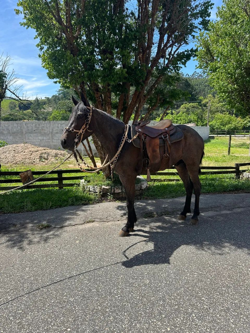 Potro marcha picada  - Foto 3