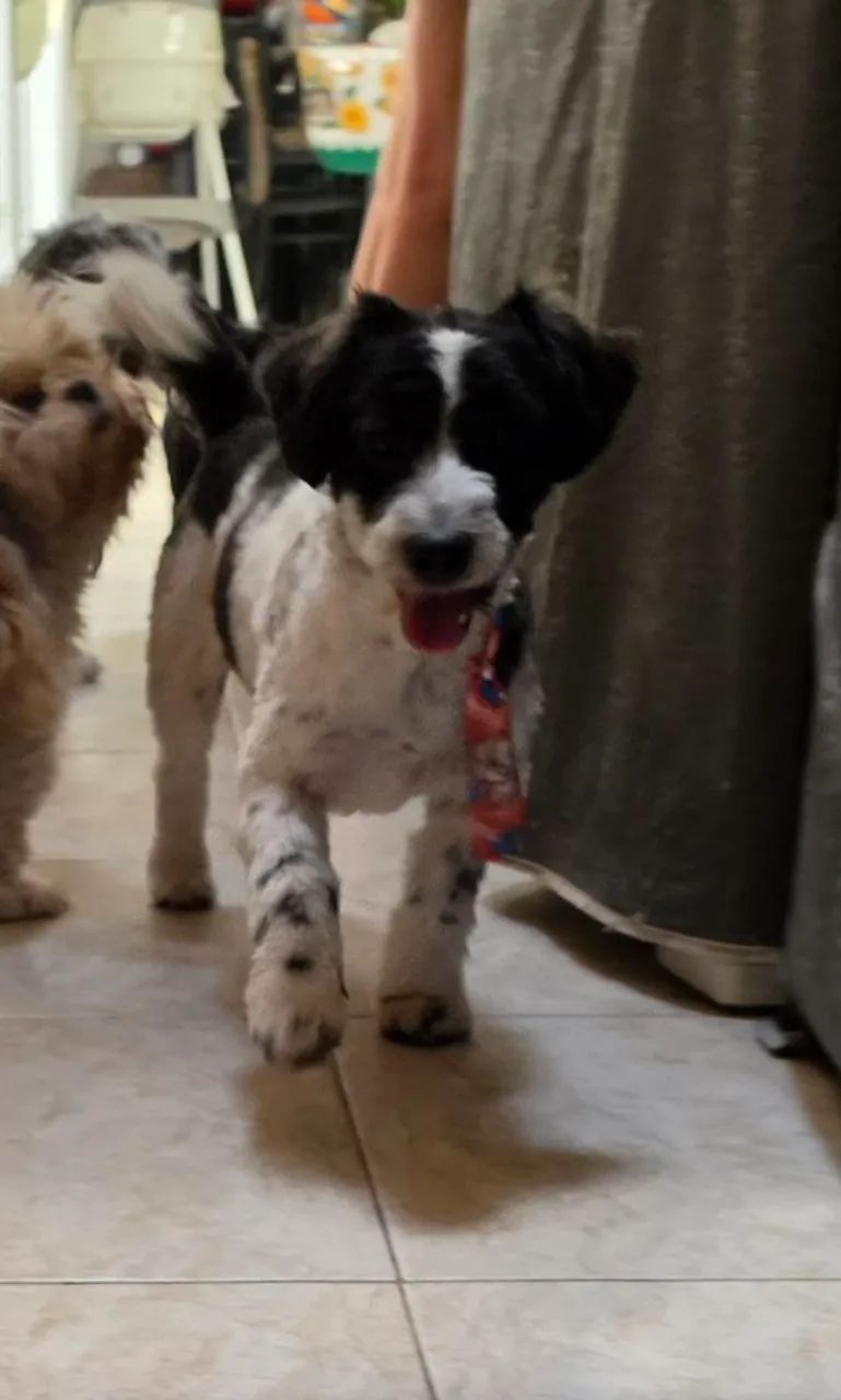 Mestiço de Shihtzu - Foto 3