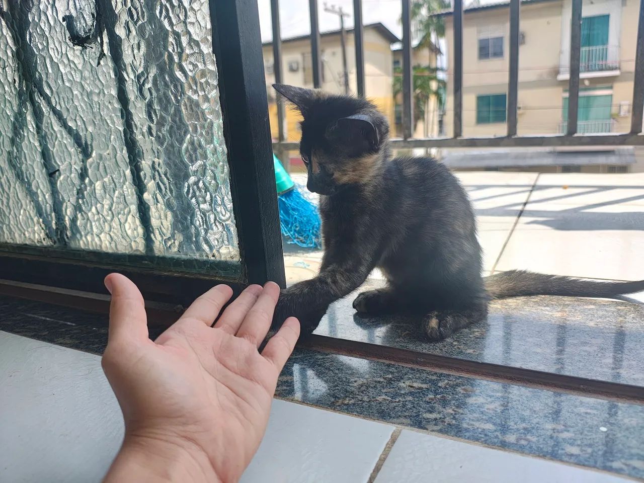 Gatinha para doação  - Foto 3