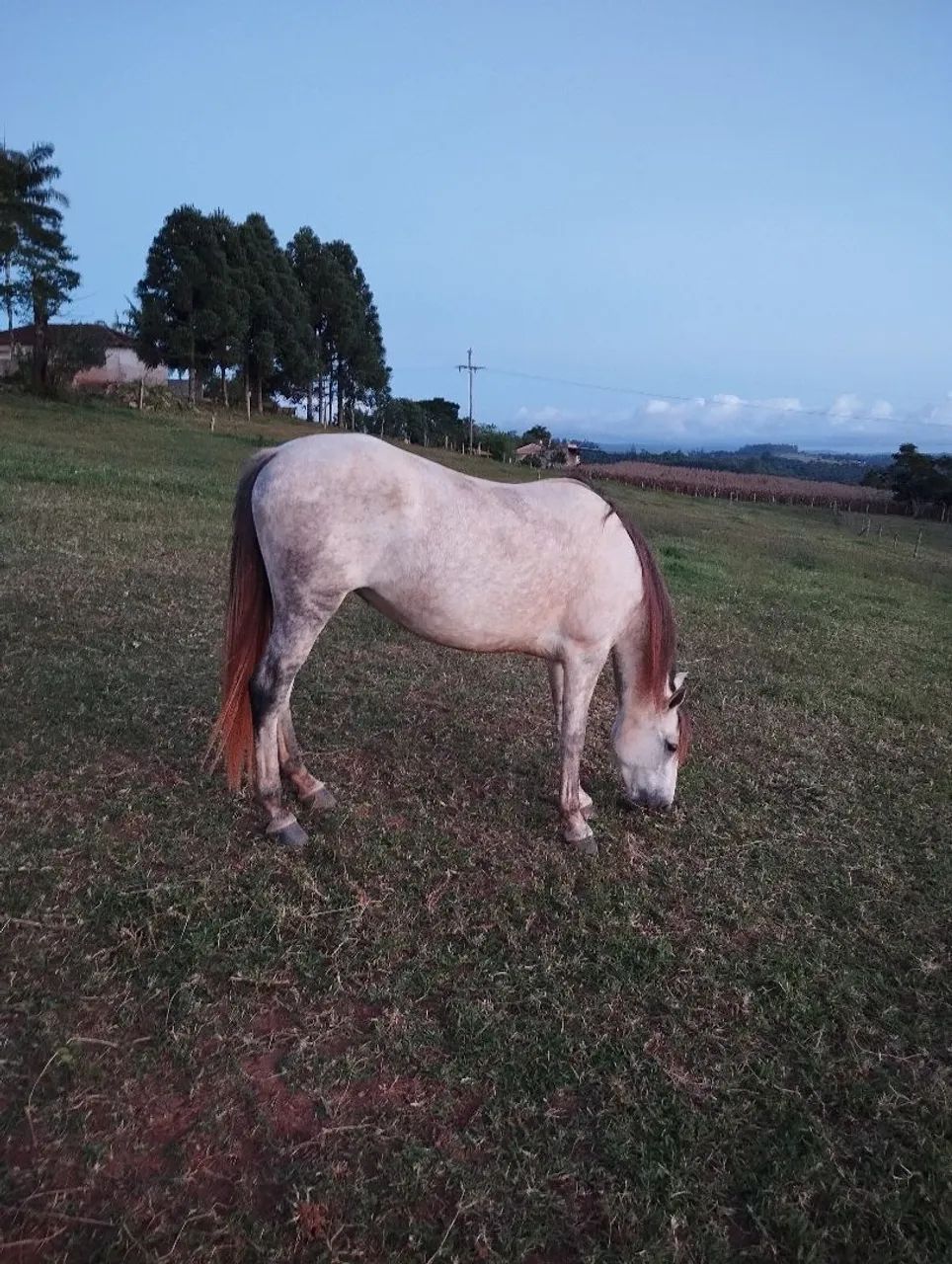 Vende-se uma Égua Mangalarga Tordilha - Foto 2