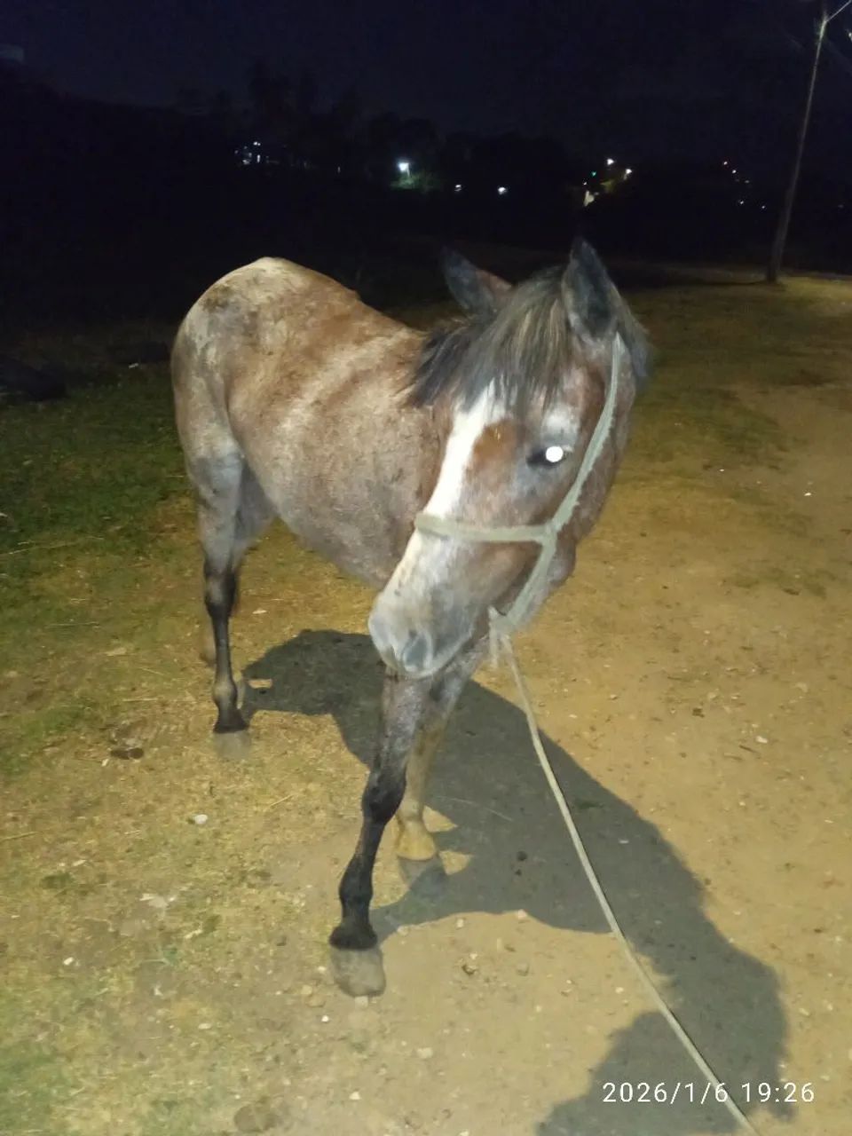 Égua apalusa prenha - Foto 2