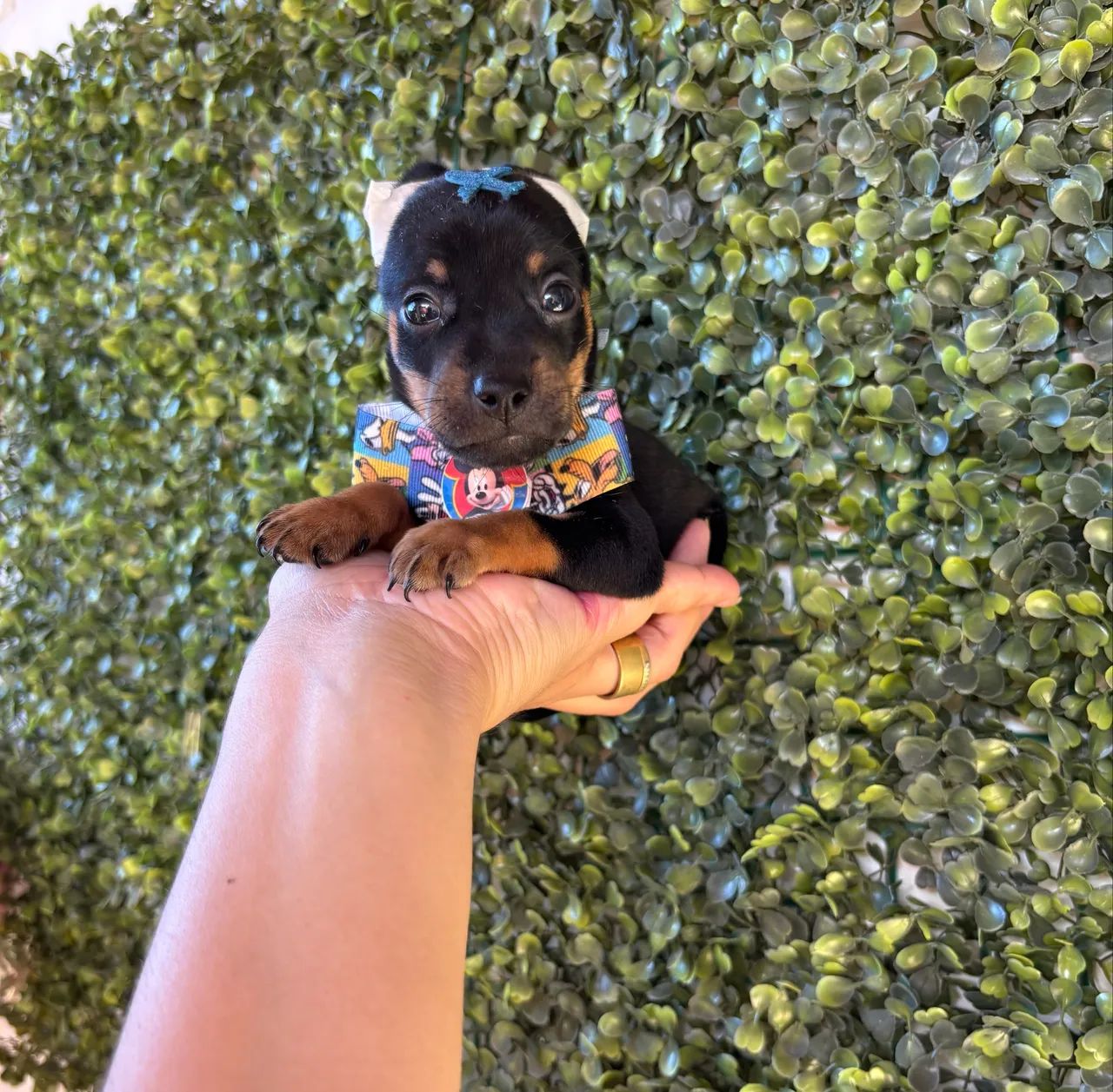 Pinscher MICROS - Foto 5