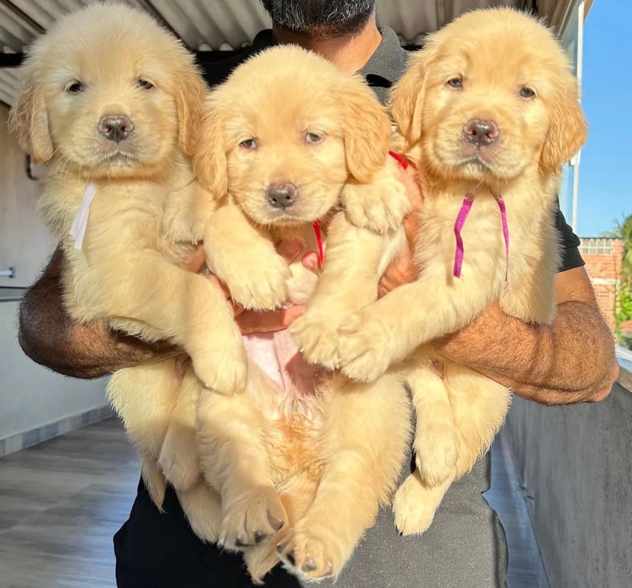 Golden Retriever  - Foto 4