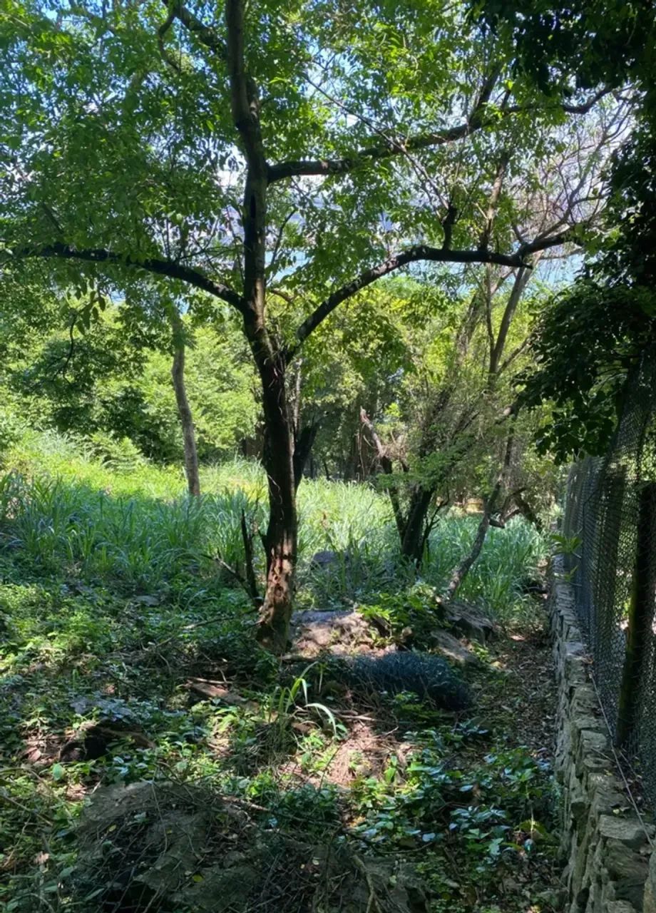 Lote com 320m² | Morro do Moreno  Vila Velha/ES - Foto 4