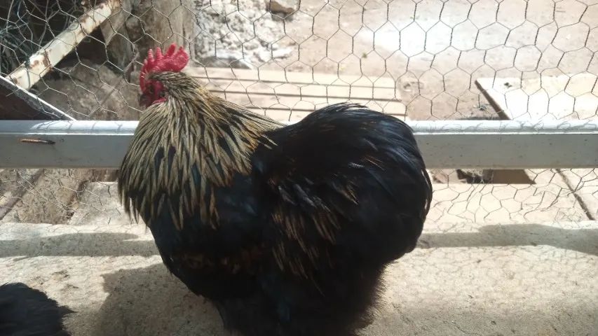 Galinhas Brahma bem cuidada.