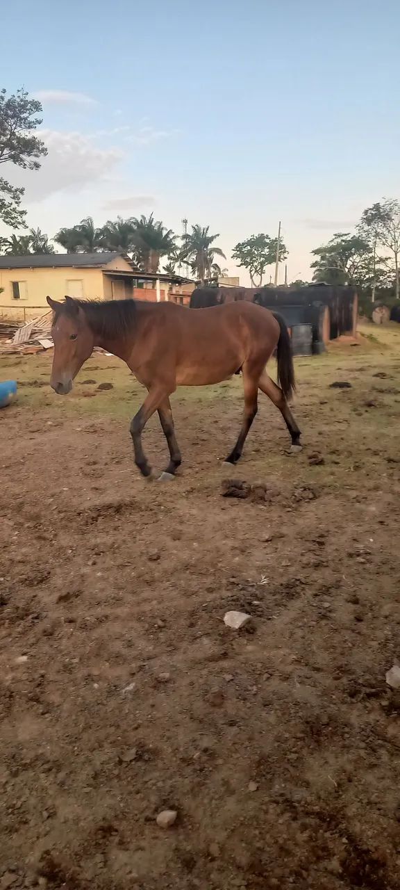 Cavalos - Foto 3