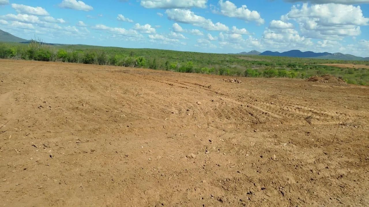 Vendo área 16 ha em produção em Boqueirão PB  - Foto 3