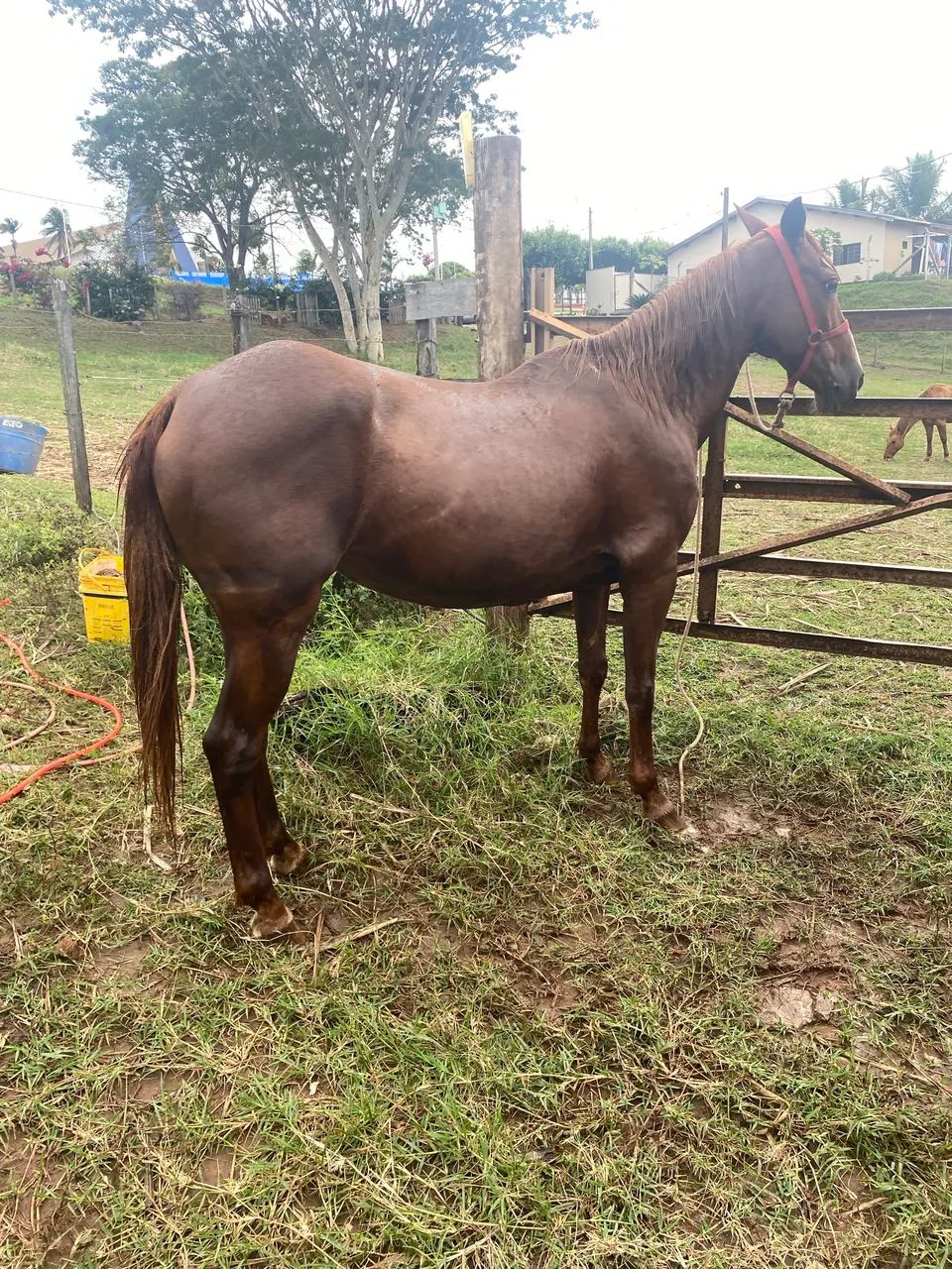 Horse - Foto 2