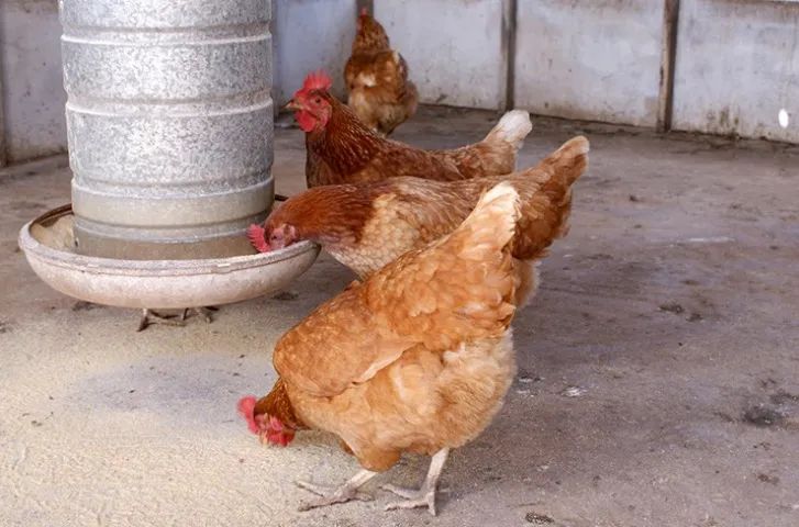 Frangos e ovos caipira - Foto 3