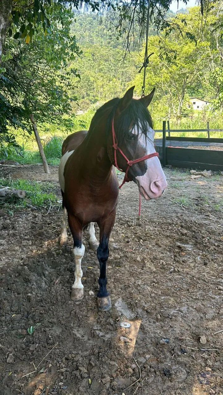 Cavalo Crioulo Cuiudo Bragado - Foto 2