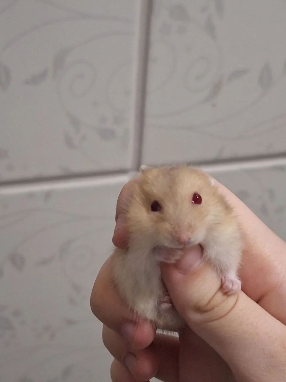 Hamster filhote - Foto 2