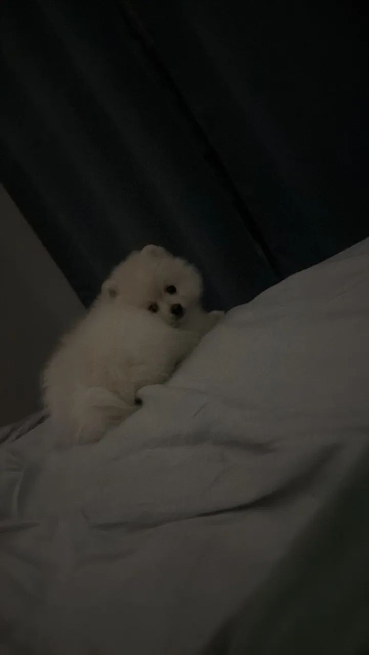 spitz alemão - Foto 3