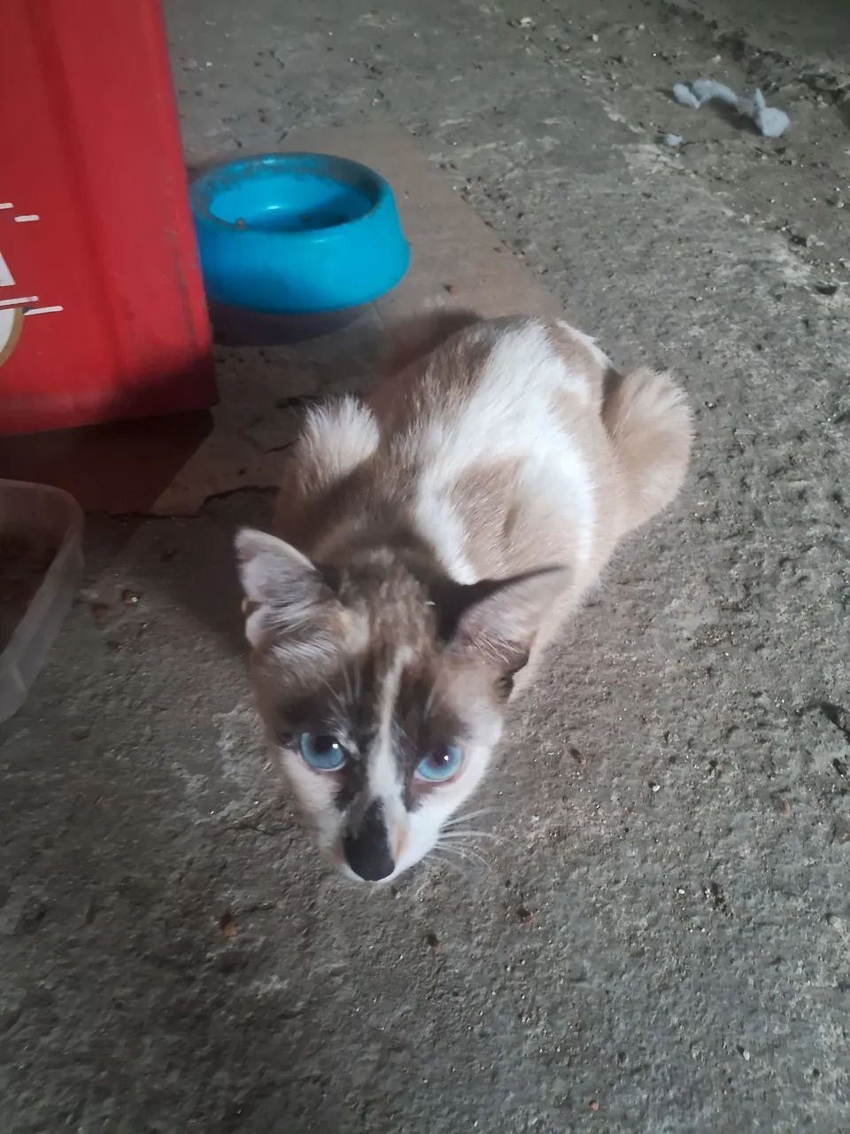 Gato Siamês 