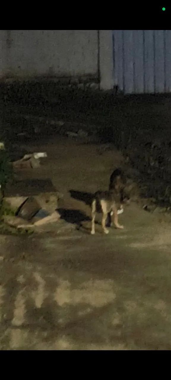Filhotes abandonados - Foto 2