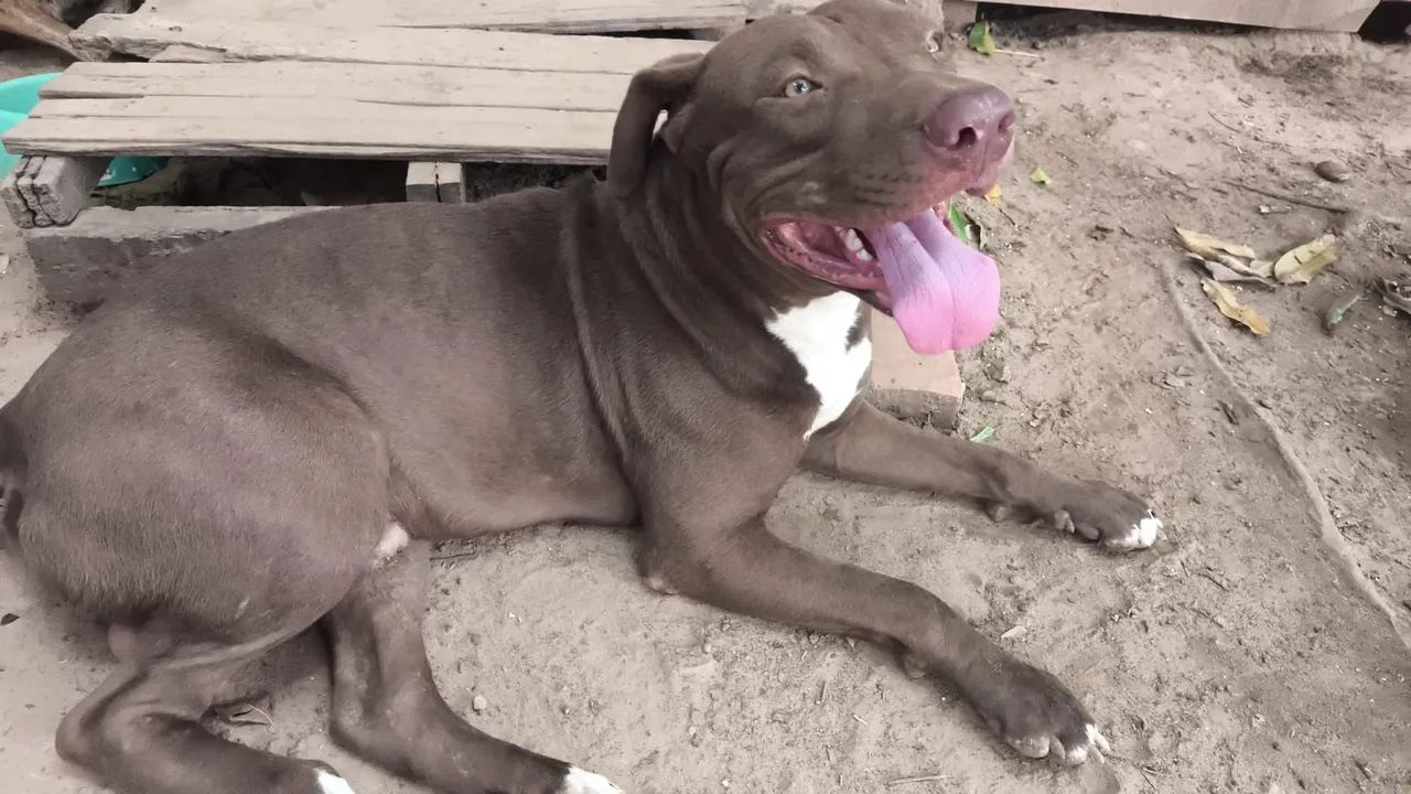 Filhotes pitbull - Foto 3