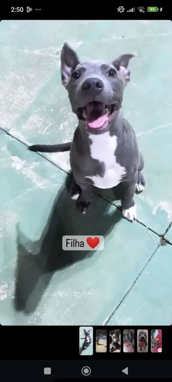Doa-se cachorrinha  - Foto 3