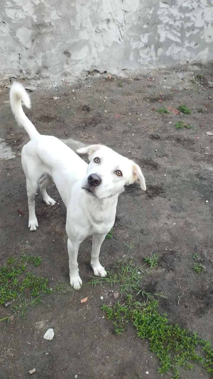 Doação de cachorro  - Foto 2