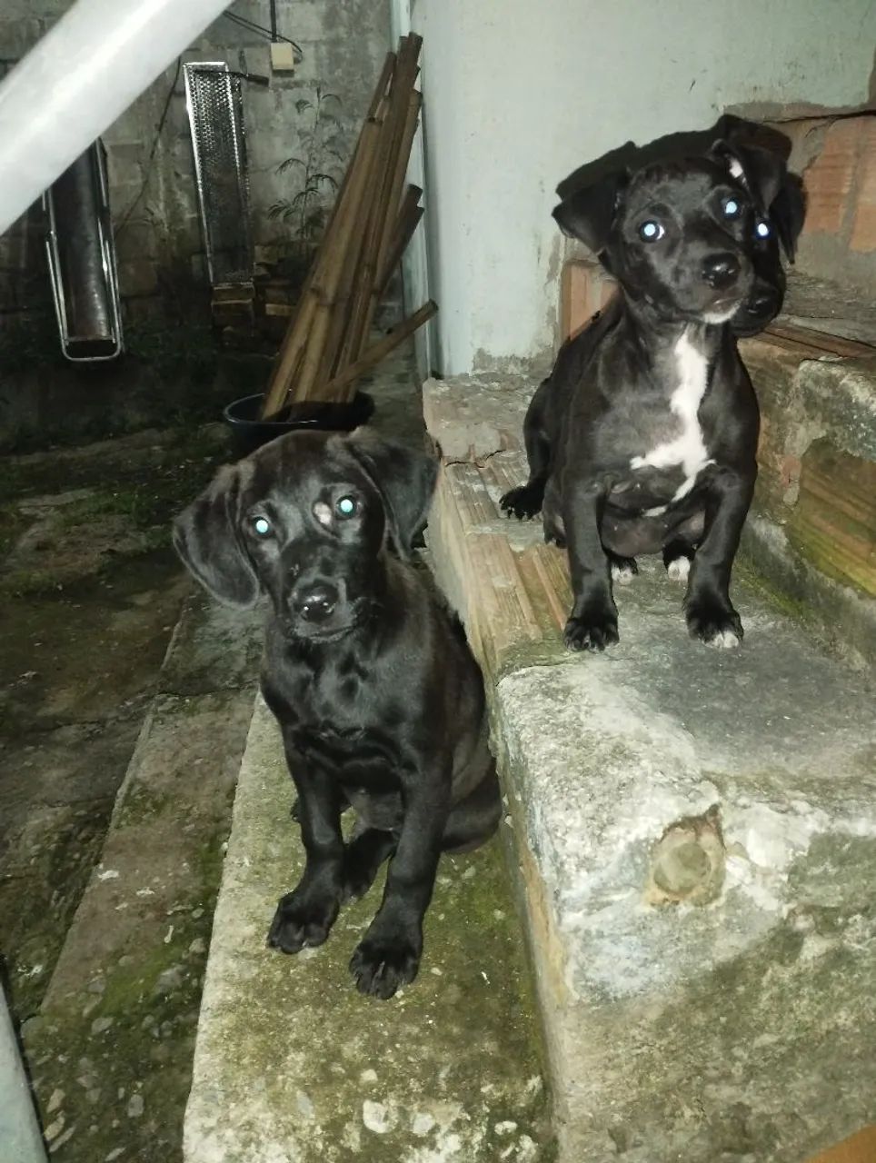 Adoção de cachorrinhos!!