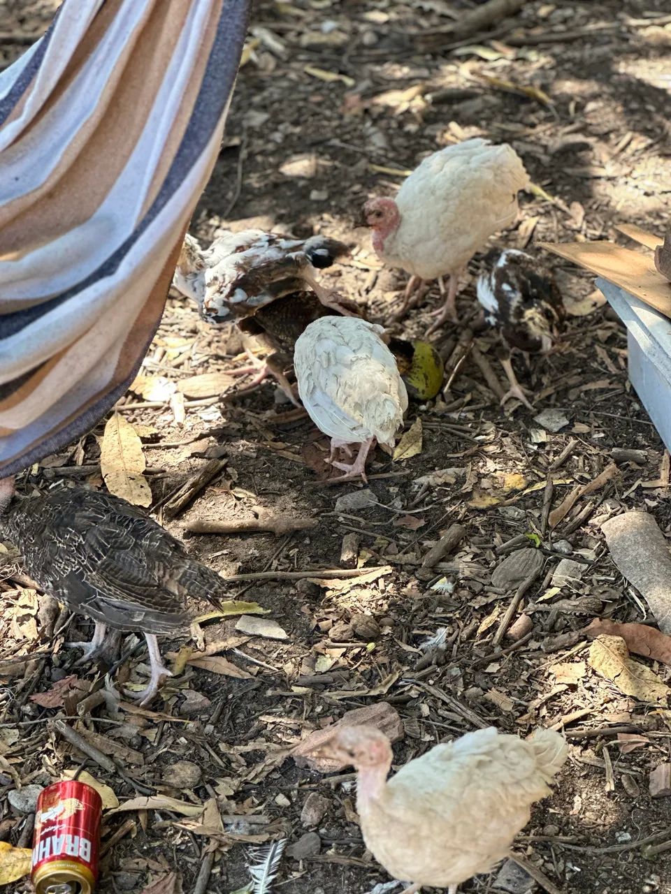 Peru - Foto 2