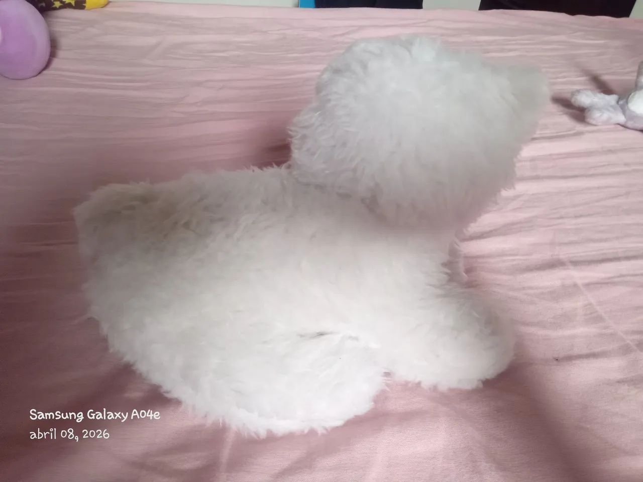 Gatinho Deitado _ Guaianazes - Foto 2