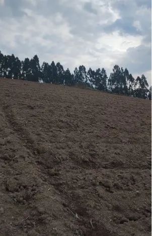 Excelente área com 52 litros em Mandirituba - Leão  - Foto 2