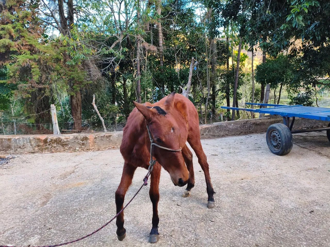 Égua e potra  - Foto 2