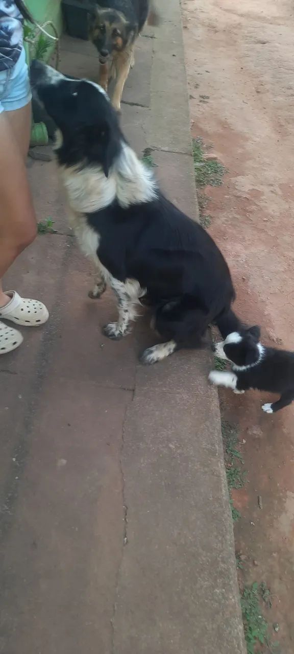 border collie