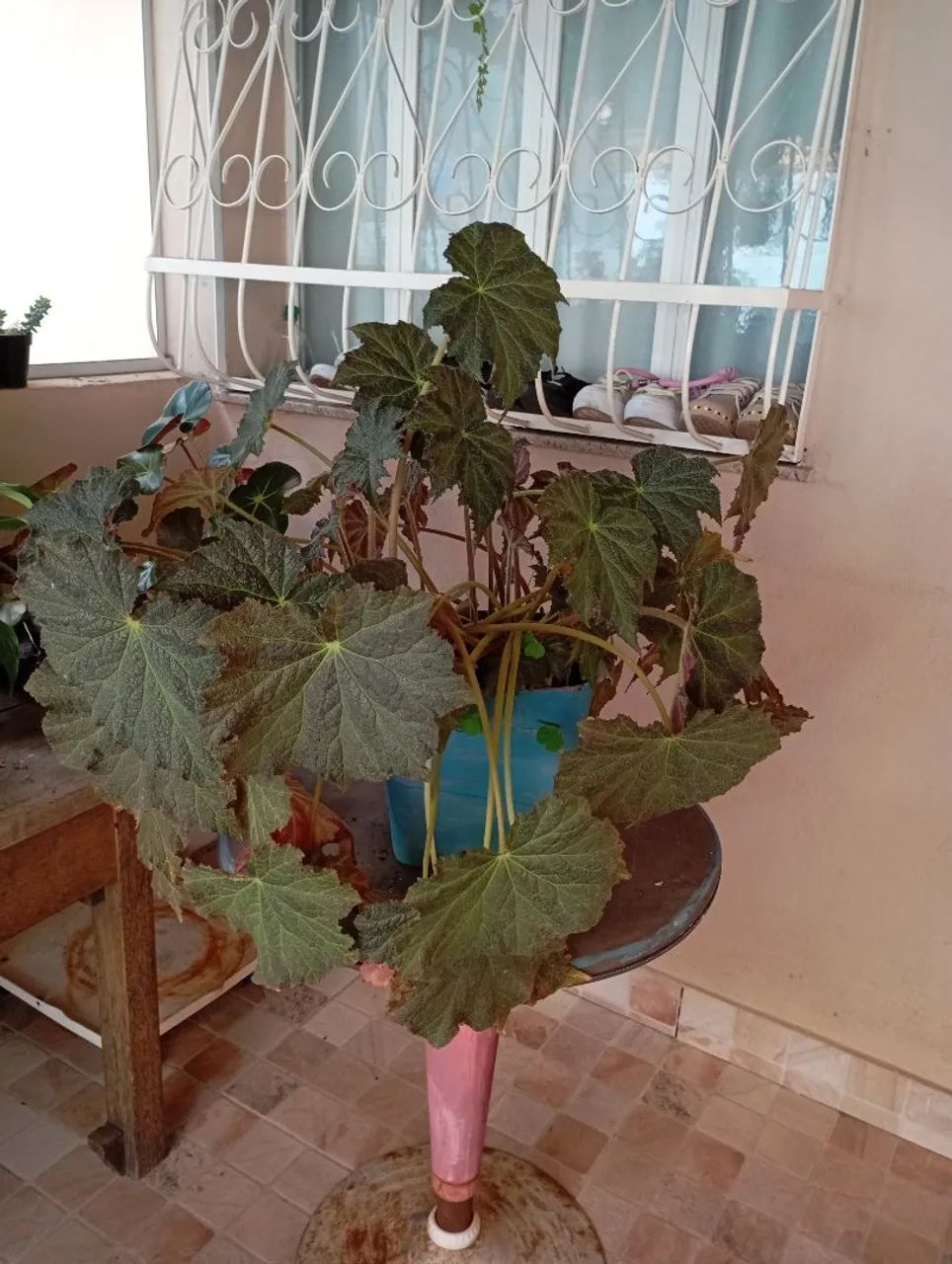 Sementes e plantas  - Foto 4