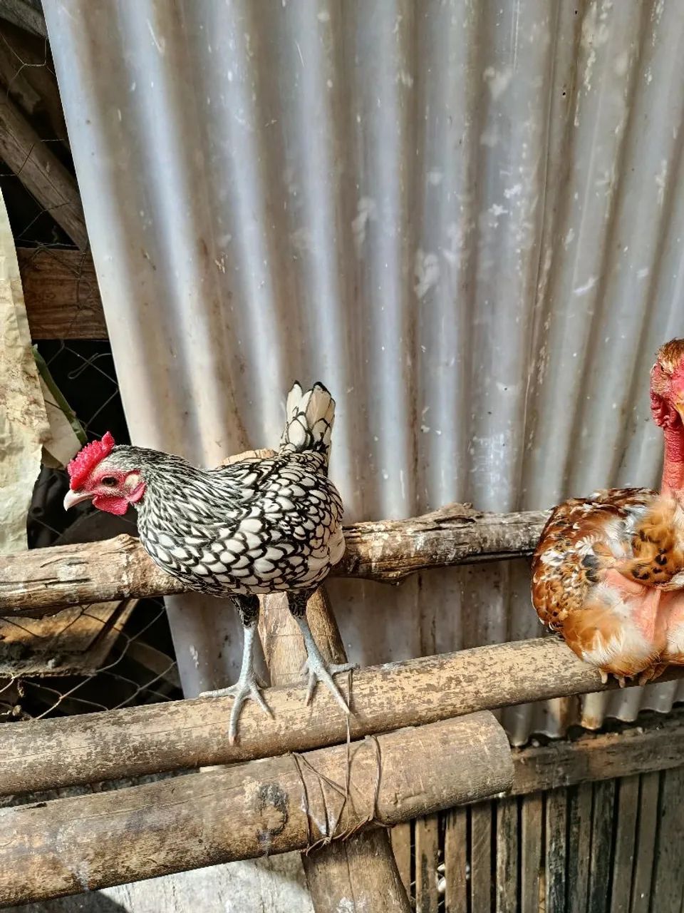 Frango sebright  - Foto 4
