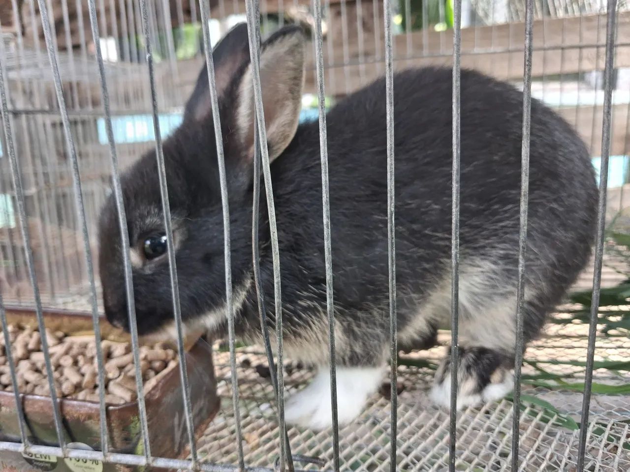 Mini Coelhos Netherland  - Foto 2