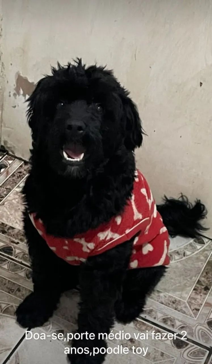 DOA-SE POODLE  - Foto 5