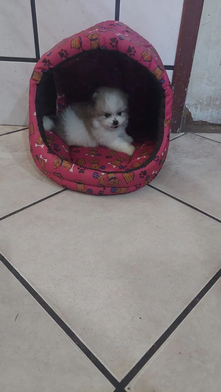 Cão especial  - Foto 5